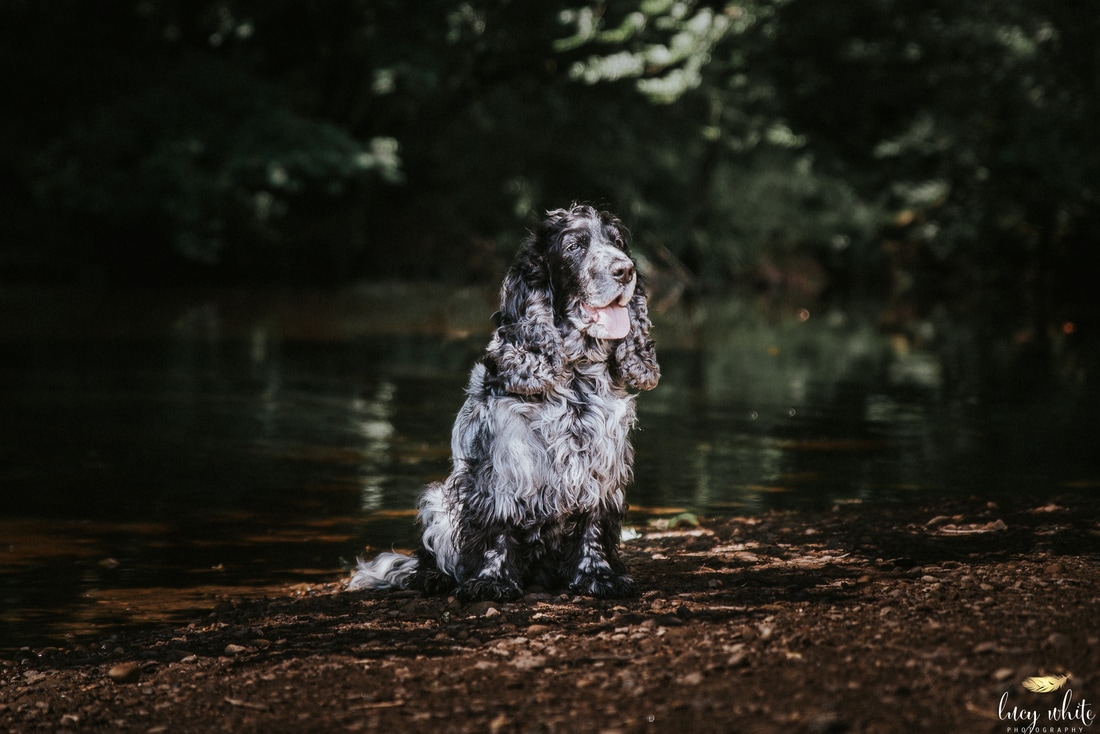 Dog Photographer Thirsk North Yorkshire
