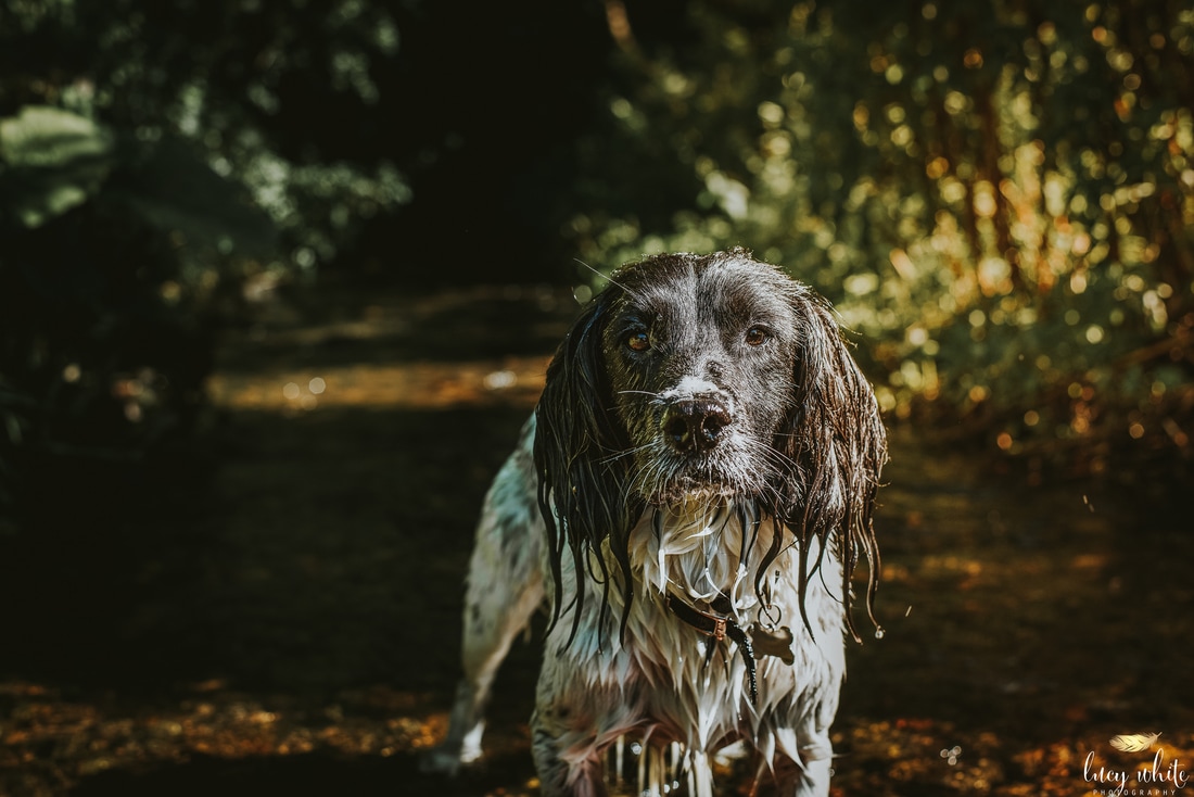 Dog Photographer Redcar North Yorkshire