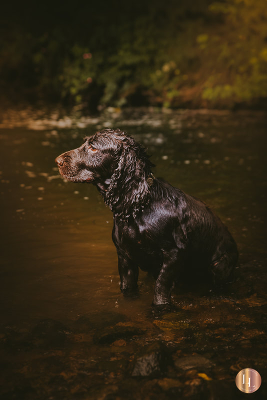 Spaniel Water Lucy Lexington dog photographer North Yorkshire harrogate 